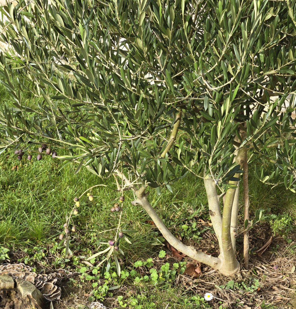 Comment cuisiner les olives du jardin?